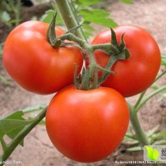 山东莘县大红西红柿大量上市