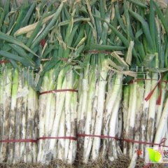 山东安丘长白葱口感好吃，全国市场抢购