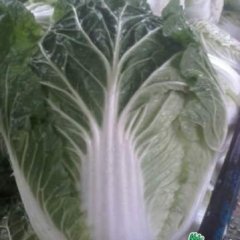 新野常年供应各种季节性蔬菜