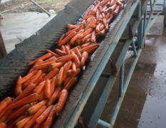 清苑大量供应胡萝卜，可以水洗也可以装土货
