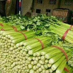 2016永年芹菜机不可失失不再来！