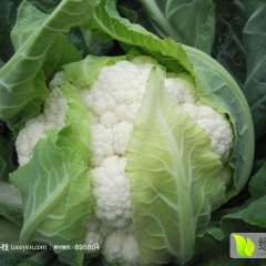 安徽砀山白面青梗松花菜菜花随行就市