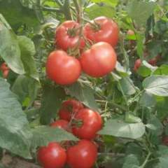 山东禹城巨粉808西红柿火热上市