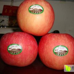 蒲县古县李建忠10月红富士苹果