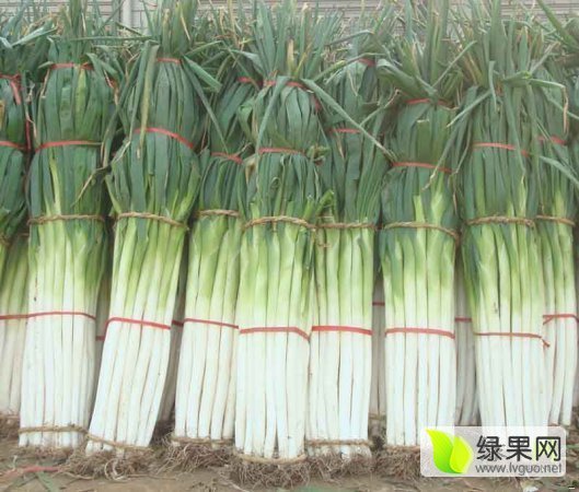 2016年山东费县铁杆大葱价格