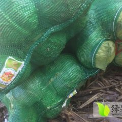 西昌兴盛乡团结村十二组甘蓝