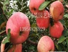 岱岳北集丁延荣11月富士苹果苗