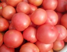 费县西红柿大量上市了，价格一块七左右