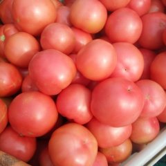 费县西红柿大量上市了，价格一块七左右