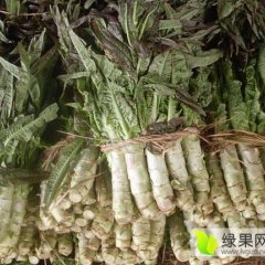 山东沂南福建飞桥紫叶香莴苣火爆招商中