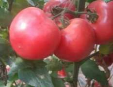禹城西红柿 今年西红柿种植面积暴增