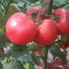 禹城西红柿 今年西红柿种植面积暴增