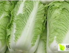 山东滕州常年种植北京新三号大白菜