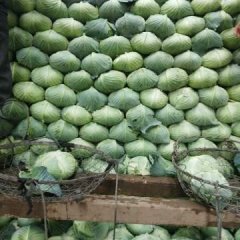 湖南岳阳甘蓝、白菜、扁包大量上市