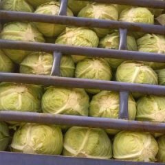 岳阳君山11月卷心菜 甘蓝 奥奇丽 平包