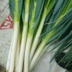 山东平度铁杆大葱诚意代办