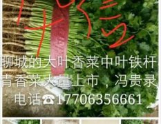 聊城莘县中叶铁杆青香菜大量上市