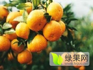 诚信代办丹江口蜜桔