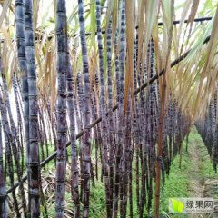 翁源翁城甘蔗早买早赚现在甘蔗全部上市了