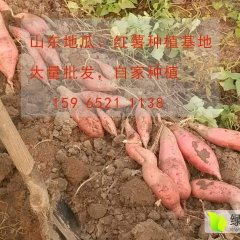 夏津红薯龙薯九、红黄苏八、烟薯25