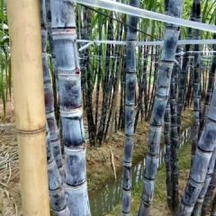 宾阳甘蔗开始上市了！！