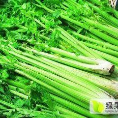 河南省延津县，蔬菜基地美国西芹