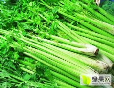 河南省延津县，蔬菜基地美国西芹