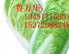嘉鱼白菜菜大小匀称，3-5斤左右，颜色深绿