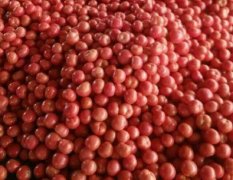 山东省临沂市万亩西红柿产销基地