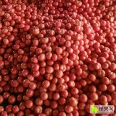 山东省临沂市万亩西红柿产销基地