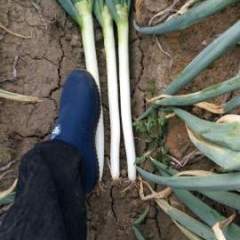 平度大葱 本人常年代办铁杆大葱，货源充足