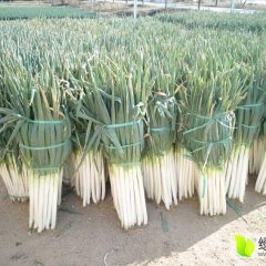 山东安丘三禾大葱种植基地