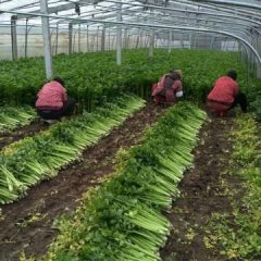 江苏新沂玻璃翠芹菜产销两旺