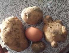 秋土豆新鲜上市，产量大，质量高