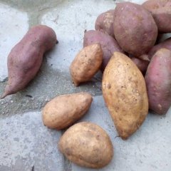 山东邹城优质地瓜出售有红8号，小花叶