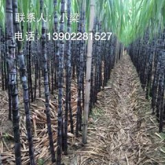 番禺甘蔗的收购价格要在于甘蔗的质量