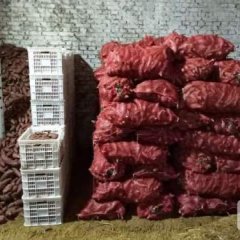 山东邹城商薯19红薯营养丰富