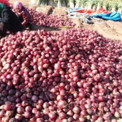 朝阳羊山镇圆葱 有现货还剩4万斤左右，圆葱好