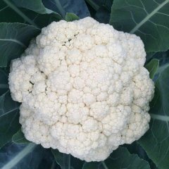 河南新乡绿色有机松花菜大量批发供应