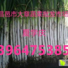 山东昌邑万亩长白大葱（章丘大葱）现已大量上