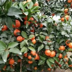 雁山雁山桂林小刘11月沙糖桔