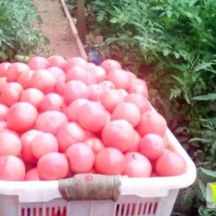 滑县硬粉西红柿果艳色亮