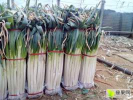 山东费县刚上市大量铁杆大葱 欢迎五湖四海客户