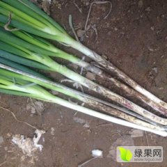山东省滕州市姜屯镇主产荷兰土豆