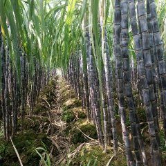 港南甘蔗营养丰富,港南林锦锋诚信合作