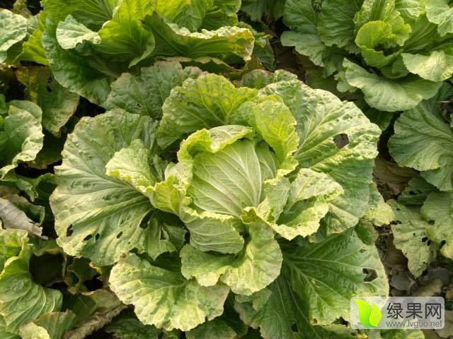 2016年山东东昌府胶州大白菜价格