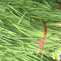 河北乐亭韭菜口感爽口