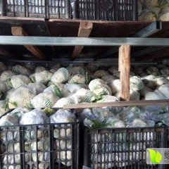 自家冷库储藏，有机菜花10000斤每斤1.5元