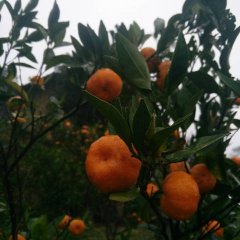 利川柑橘聚焦市场,元堡我荣胜诚信合作