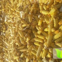 2016鄂托克前旗玉米再不来就没机会了！